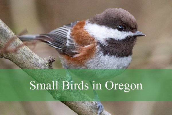 Small Birds in Oregon