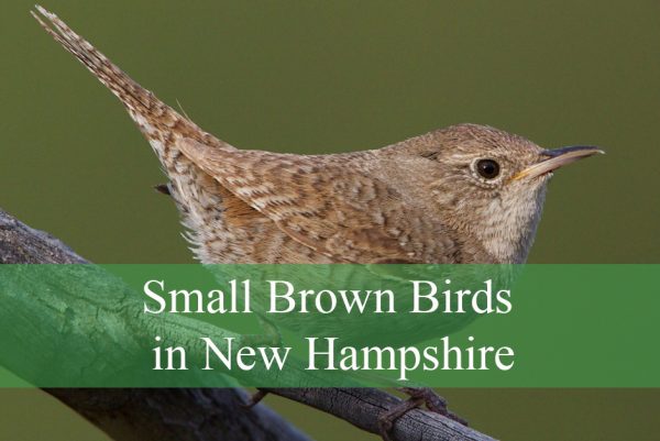 Small Brown Birds in New Hampshire