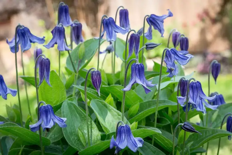 Types of Clematis Plants