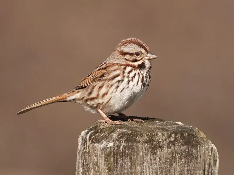 wild birds in Indiana