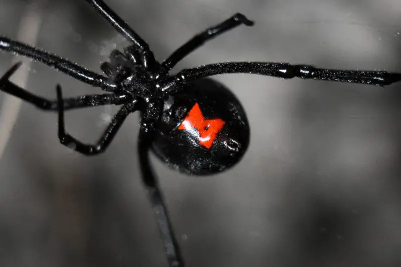 Venomous Spiders in North Carolina
