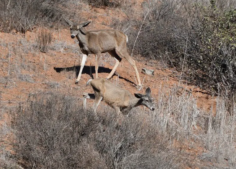 Types of Deer in California