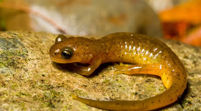 salamanders in Oregon