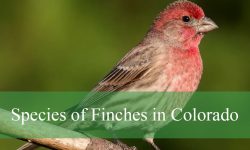 18 Species of Finches in Colorado (With Pictures and Identification)