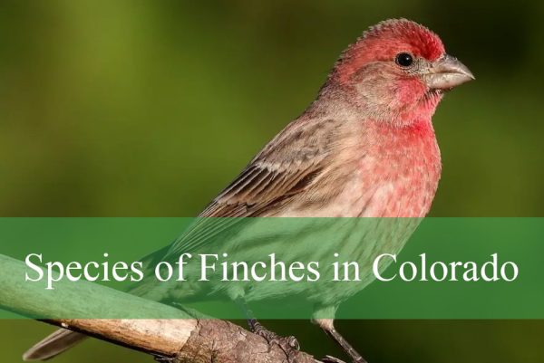 Species of Finches in Colorado