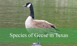12 Species of Geese in Texas (With Pictures and Identification)
