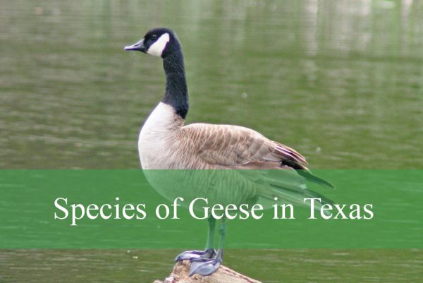 Geese in Texas