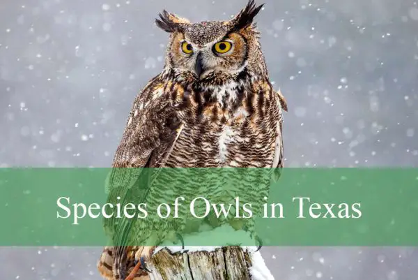 Species of Owls in Texas