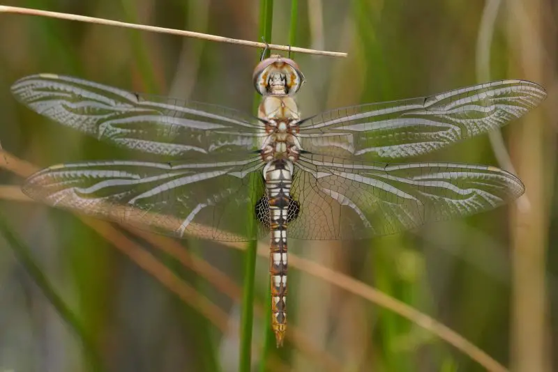 Dragonflies in Michigan