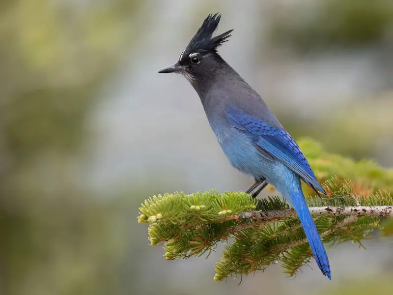 Jay Species in New Mexico