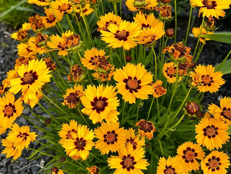 Coreopsis Varieties