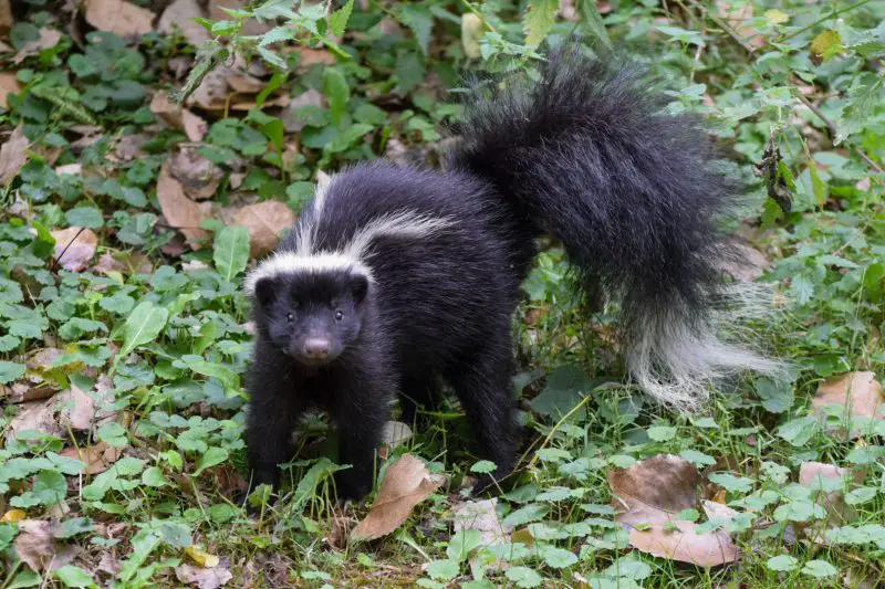Skunks in Arizona