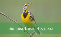 Top 20 Summer Birds of Kansas (With Pictures and Identification)