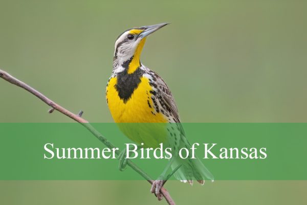 Summer Birds of Kansas