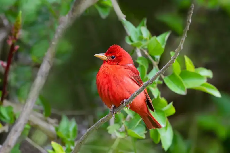 Red Birds in North Carolina