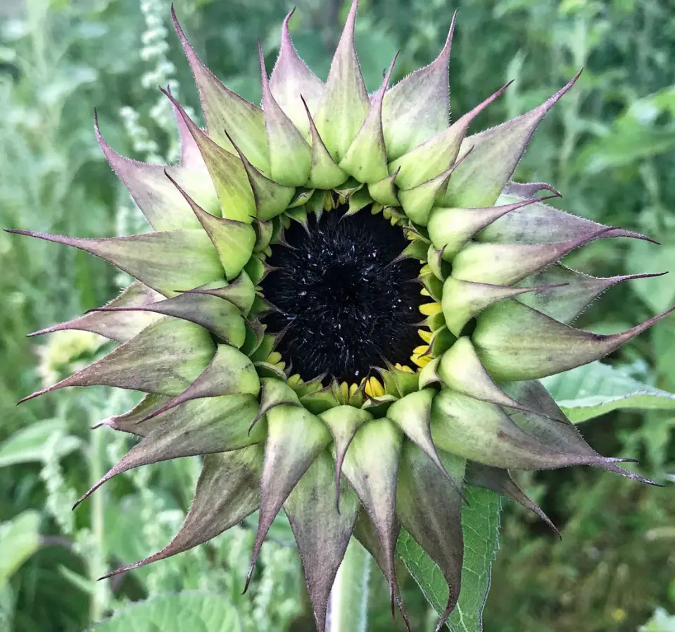 Purple Sunflowers