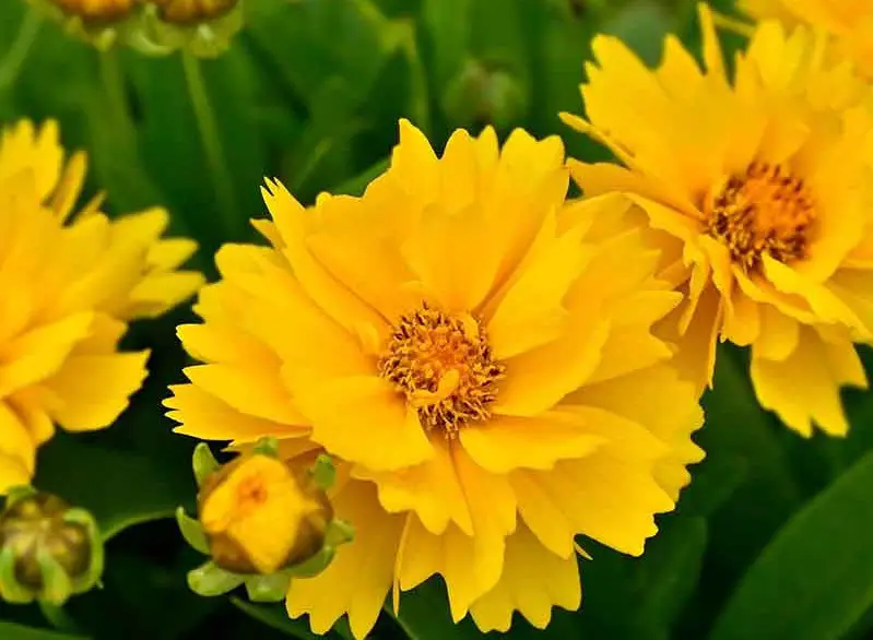 Coreopsis Varieties