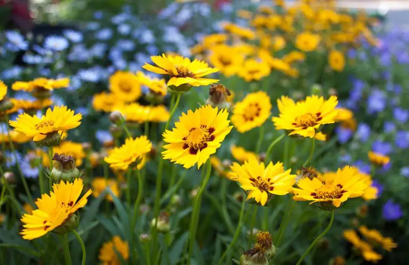 Coreopsis Varieties