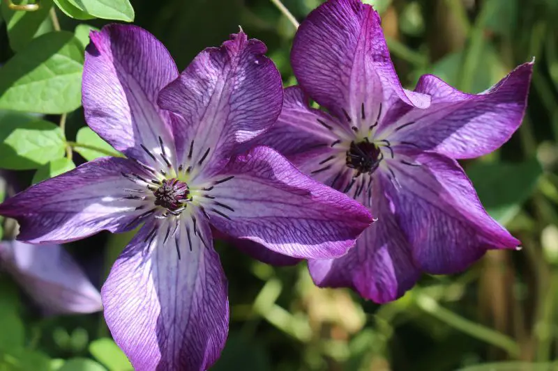Types of Clematis Plants