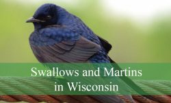 6 Swallows and Martins in Wisconsin (Pictures and Identification)