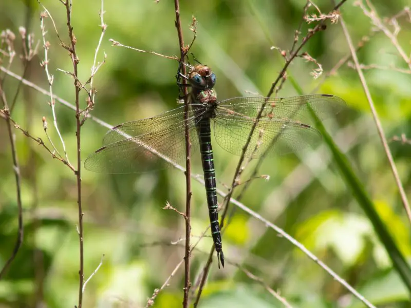 Dragonflies in Michigan