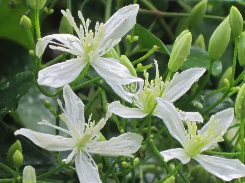 Flowers That Bloom in Autumn