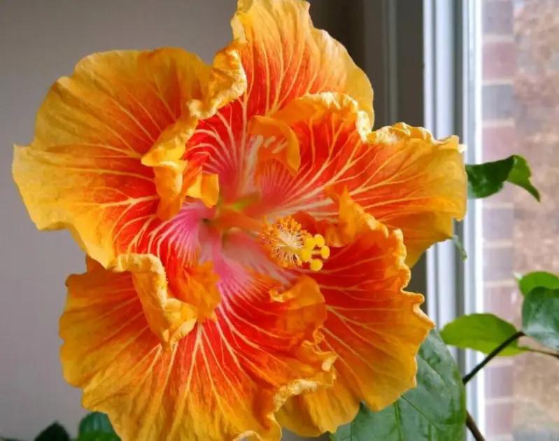 yellow hibiscus