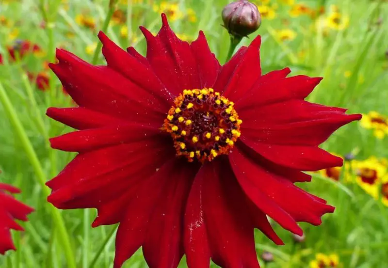 Coreopsis Varieties