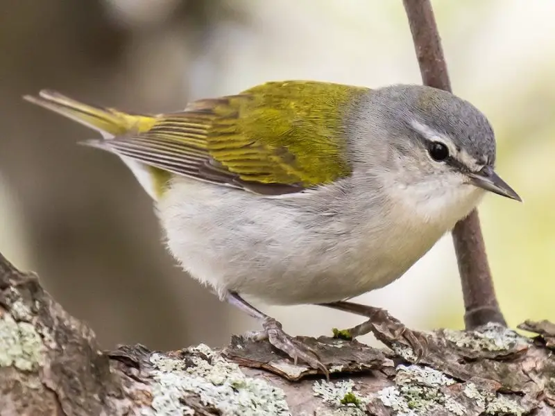 Warblers in Georgia
