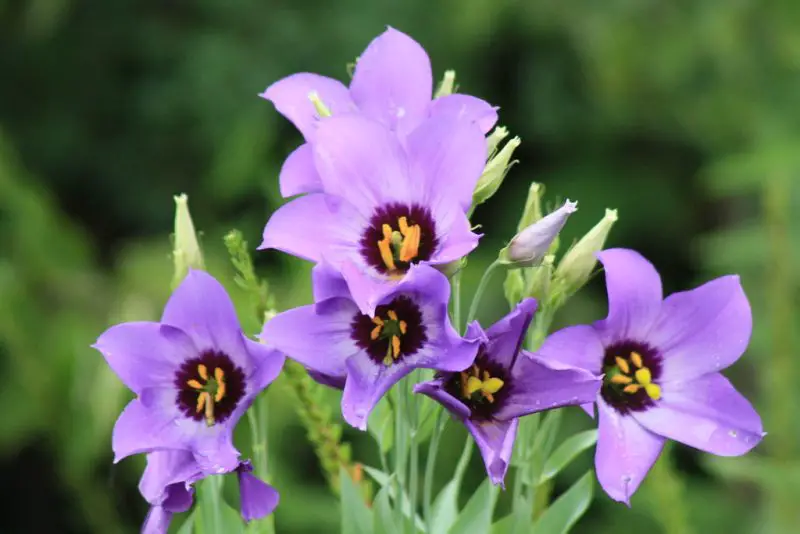 Wildflowers in Texas