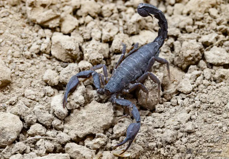 Scorpions in Oklahoma
