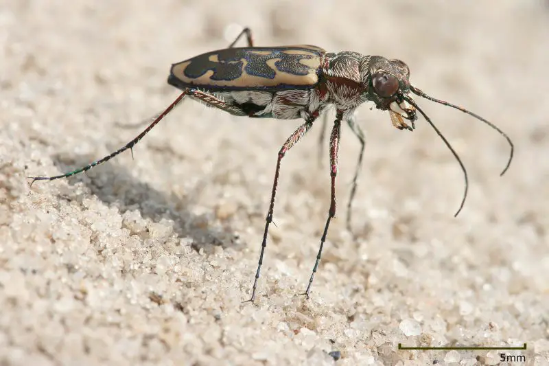 Types of Beetle Insects