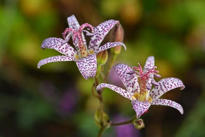 Flowers That Bloom in Autumn