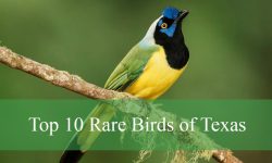 Top 10 Rare Birds of Texas (With Pictures and Identification)