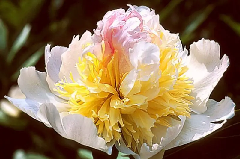 Yellow Peonies