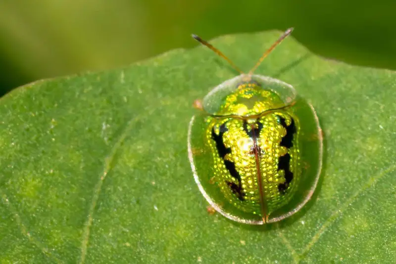 Types of Beetle Insects