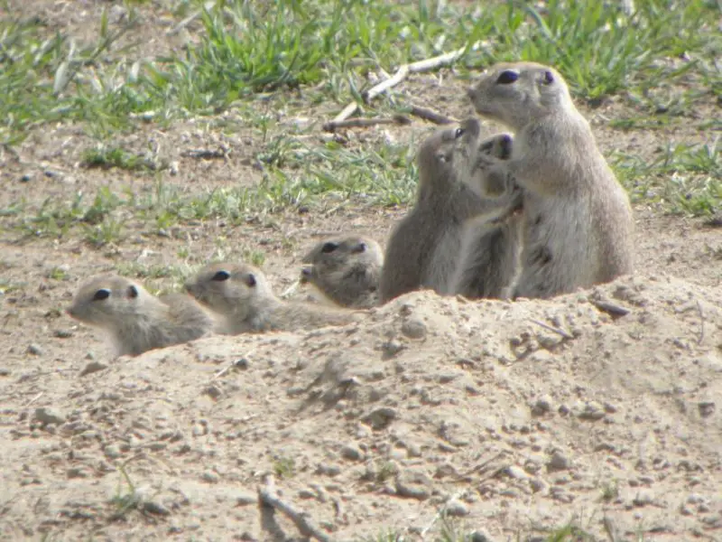 Types of Squirrels in Washington State