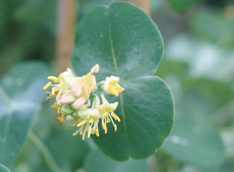 Types of Honeysuckle Plants
