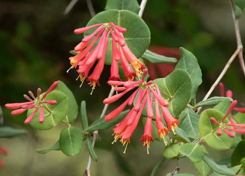 Types of Honeysuckle Plants