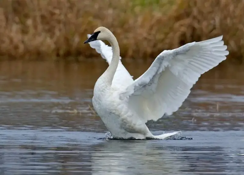 Biggest Birds in the World That Can Fly