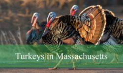 Surprising Truth About Turkeys in Massachusetts You Didn’t Know