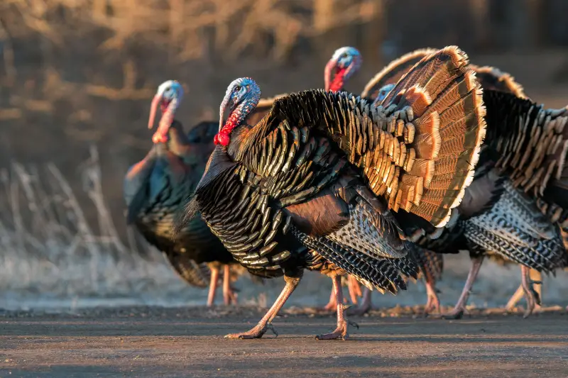Turkeys in Massachusetts