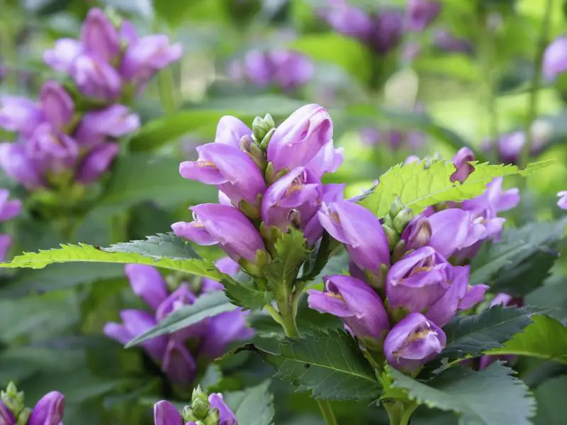 Flowers That Bloom in Autumn