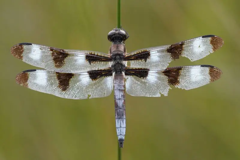 Dragonflies in Michigan