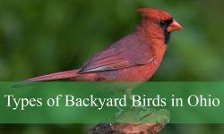 30 Common Backyard Birds in Ohio (Pictures and Identification)