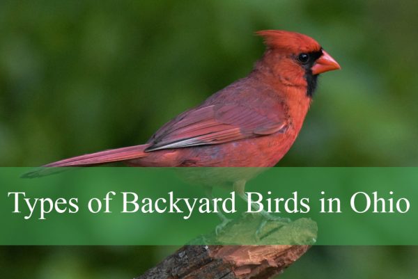 Types of Backyard Birds in Ohio
