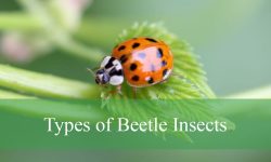 45 Types of Beetle Insects (With Pictures and Identification)