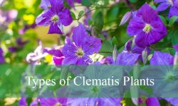 42 Types of Clematis Plants (With Pictures and Identification)
