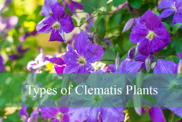 Types of Clematis Plants