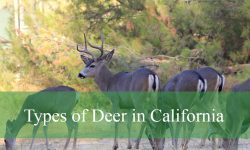 5 Types of Deer in California (With Pictures and Identification)